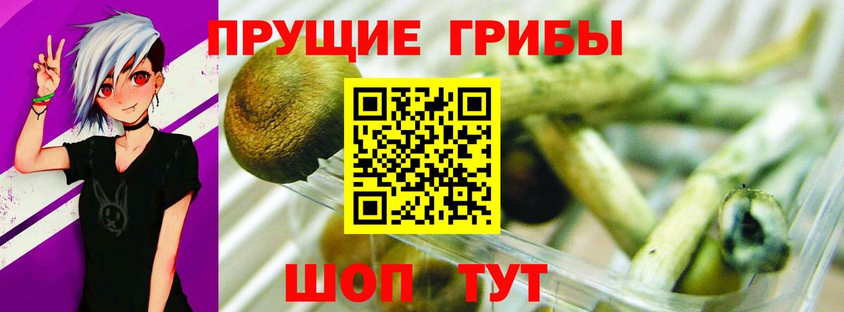 Псилоцибиновые грибы мицелий  даркнет сайт  Мегион 